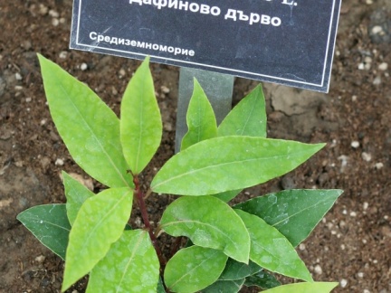 Ботанический сад в Балчике (Болгария) 2013