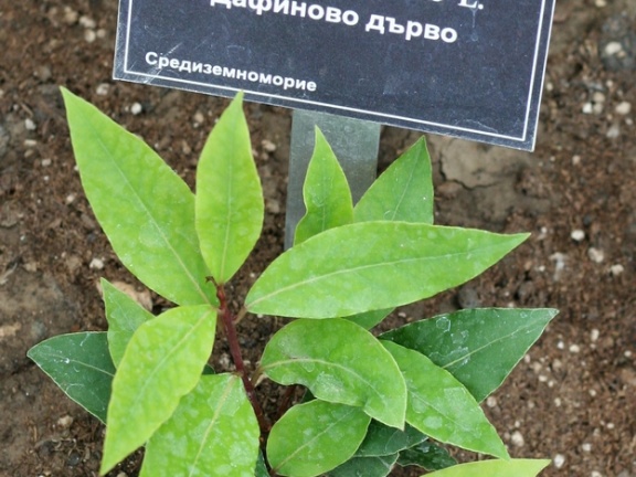 Ботанический сад в Балчике (Болгария) 2013