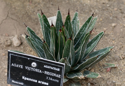 Ботанический сад в Балчике (Болгария) 2013