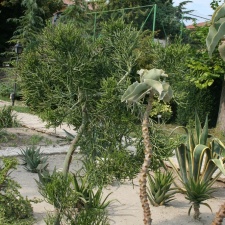 Ботанический сад в Балчике  (Болгария) 2013