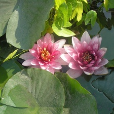 Nymphaea alba L  var rosea