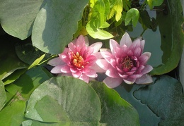 Nymphaea alba L  var rosea