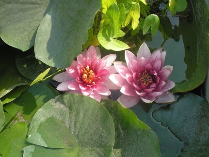 Nymphaea alba L  var rosea