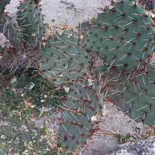 Opuntia aureispina