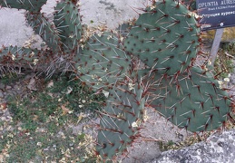 Opuntia aureispina