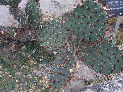 Opuntia aureispina