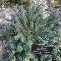 Ботанический сад в Балчике  (Болгария) 2013