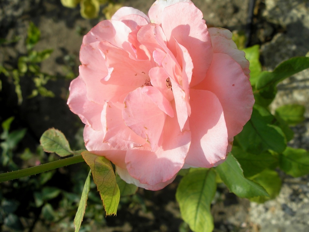 Rosa floribunda  Queen Elizabeth