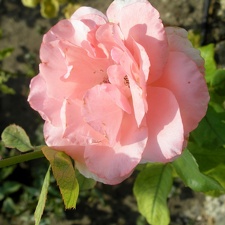 Rosa floribunda  Queen Elizabeth