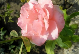 Rosa floribunda  Queen Elizabeth