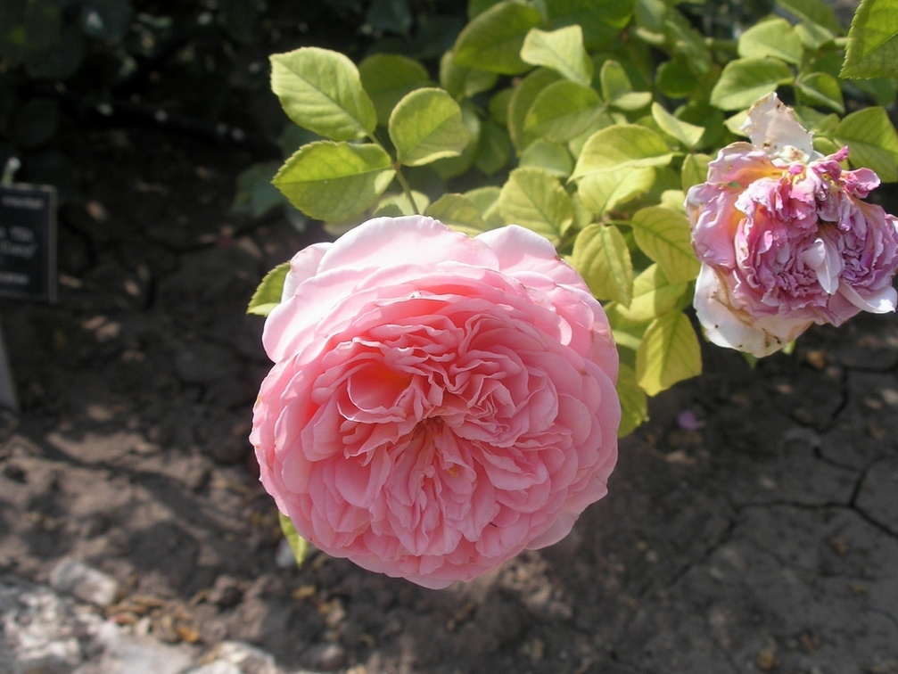 Rosa hybrds  Abbaye de Cluny   