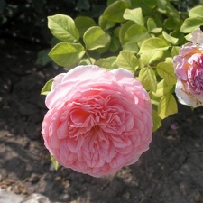 Rosa hybrds  Abbaye de Cluny   