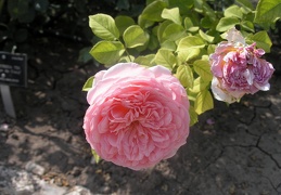 Rosa hybrds  Abbaye de Cluny   