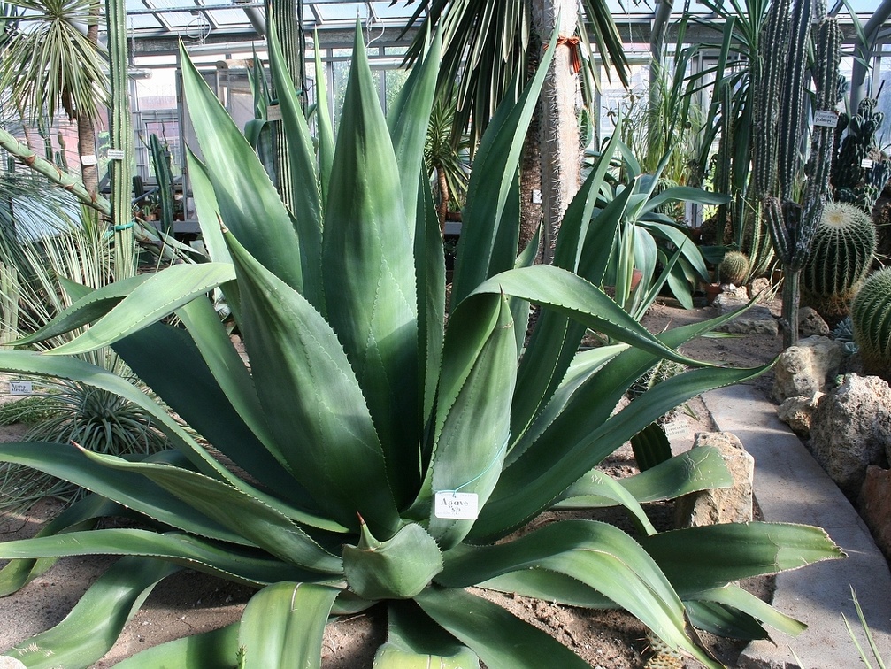 Agave sp   1974   A
