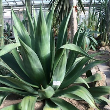 Agave sp   1974   A