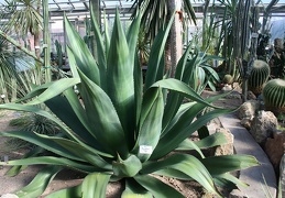 Agave sp   1974   A