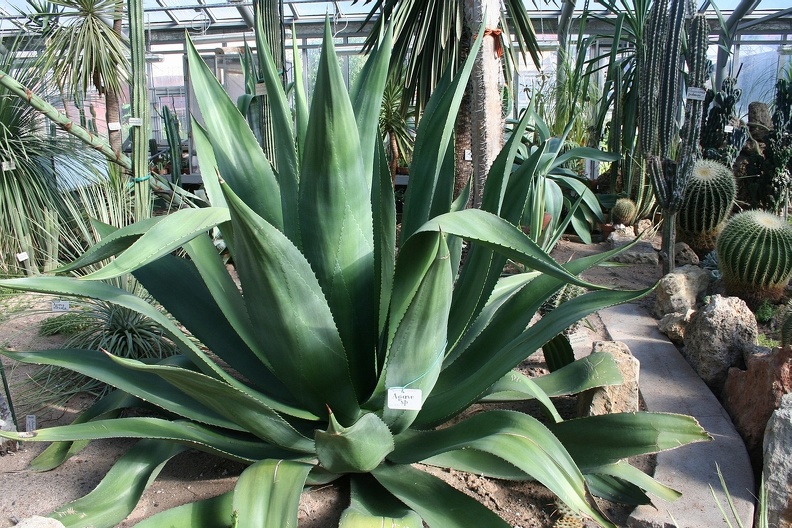 Agave_sp___1974___A.JPG