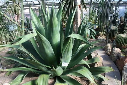 Agave sp   1974   A