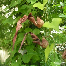 Aristolochia cymbifera J