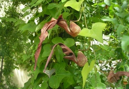 Aristolochia cymbifera J