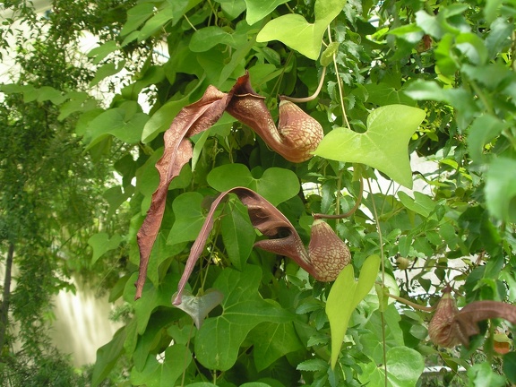 Aristolochia cymbifera J