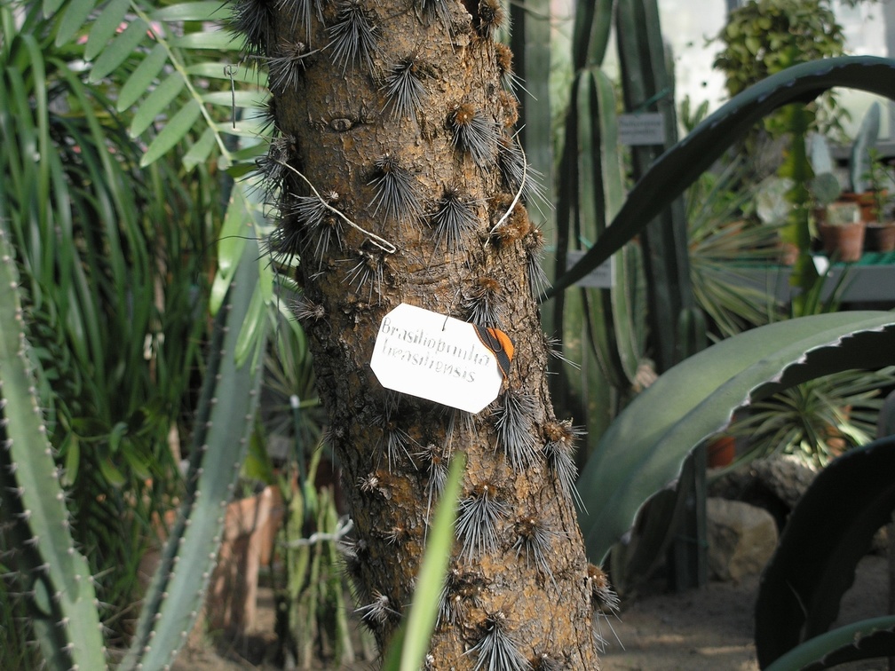Brasiliopuntia stem