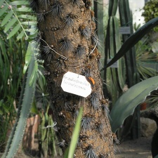 Brasiliopuntia stem