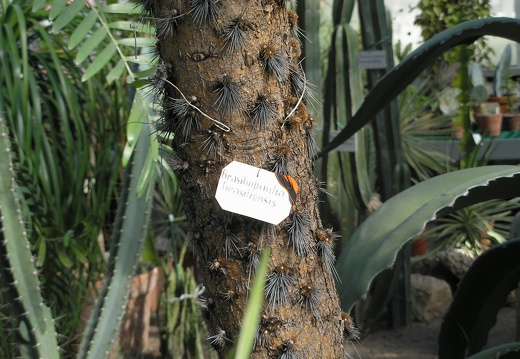 Brasiliopuntia stem