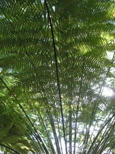 Dicksonia selloviana   1948 J