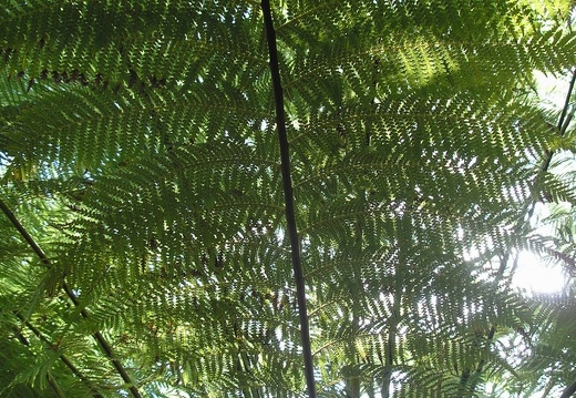 Dicksonia selloviana   1948 J