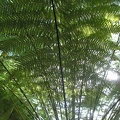 Dicksonia_selloviana___1948_J.JPG