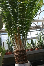 Encephalartos allensteinii   1959   A
