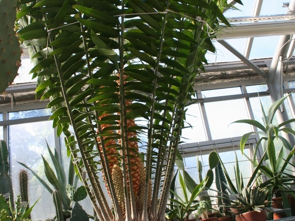 Encephalartos allensteinii   1959   A