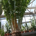 Encephalartos allensteinii   1959   A