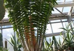 Encephalartos allensteinii   1959   A