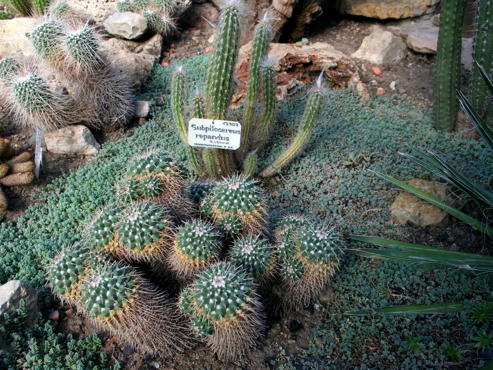 Mammillaria A-01