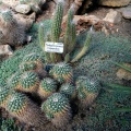Mammillaria A-01