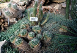 Mammillaria A-01