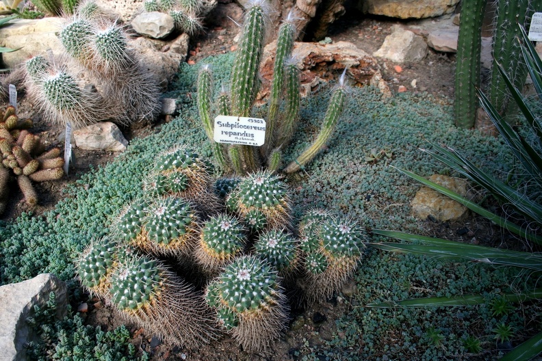 Mammillaria_A-01.JPG