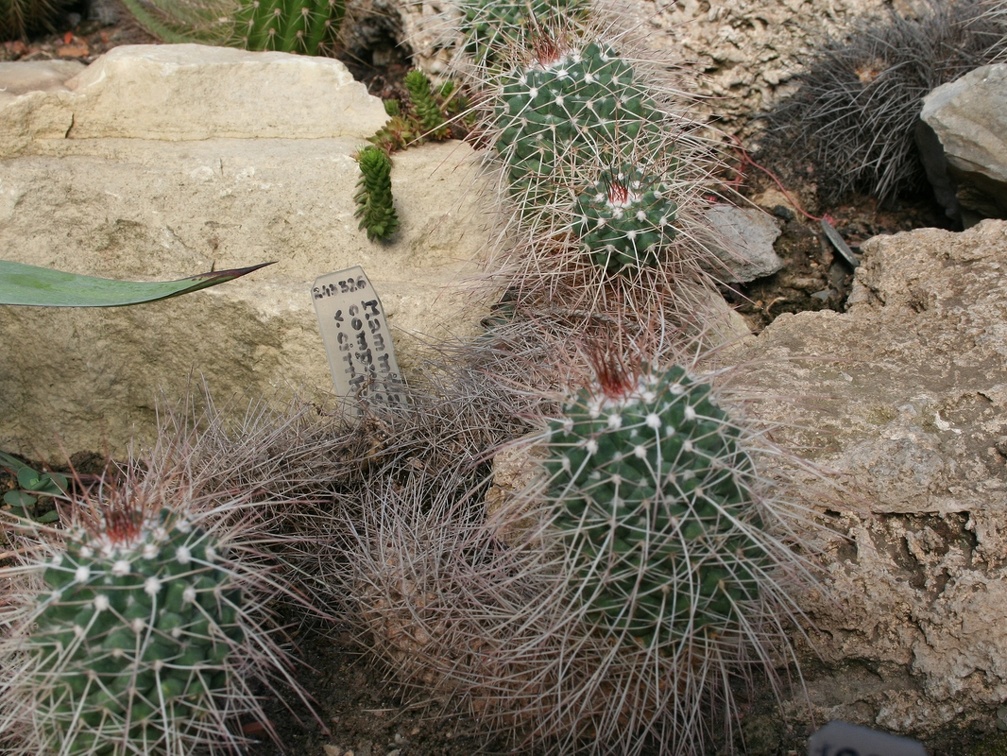 Mammillaria A