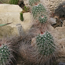 Mammillaria A