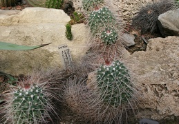 Mammillaria A