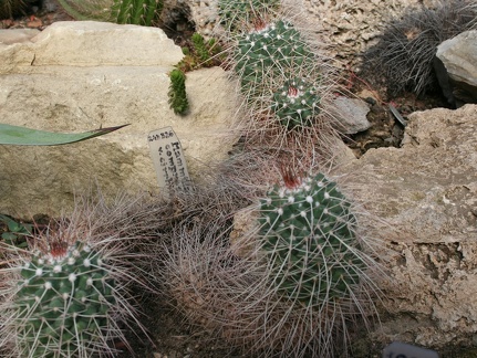 Mammillaria A