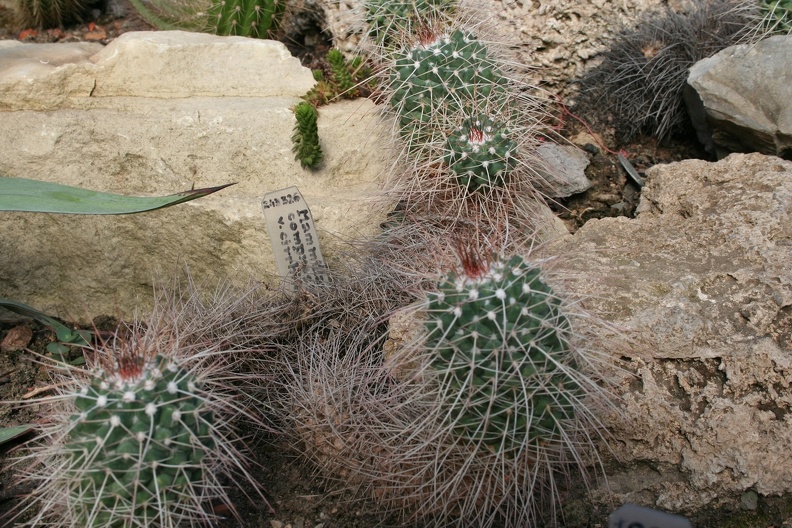 Mammillaria_A.JPG