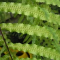 P6301741J
