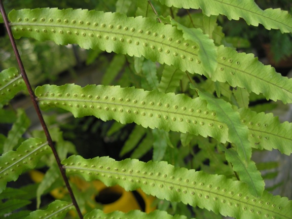 P6301741J