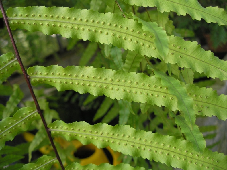 P6301741J