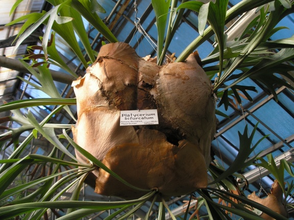 P6301742J