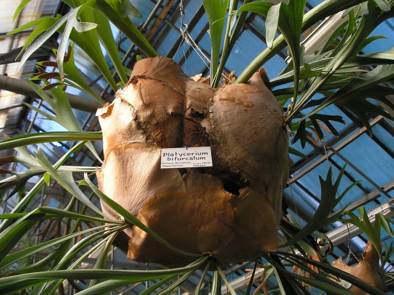 P6301742J