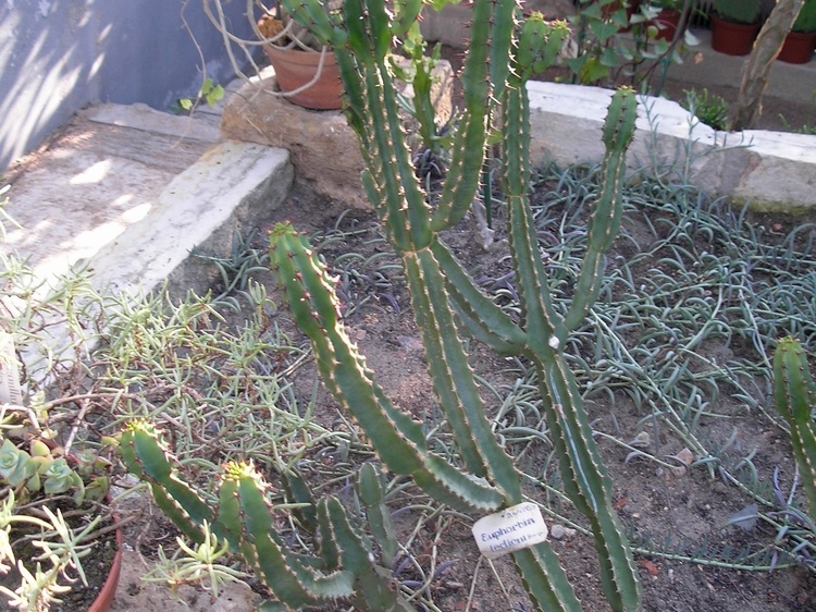 P6301760J